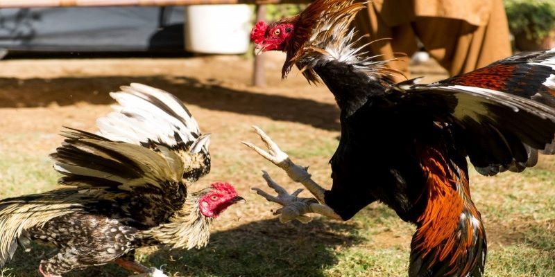 Các cách xem màu mạng gà đá